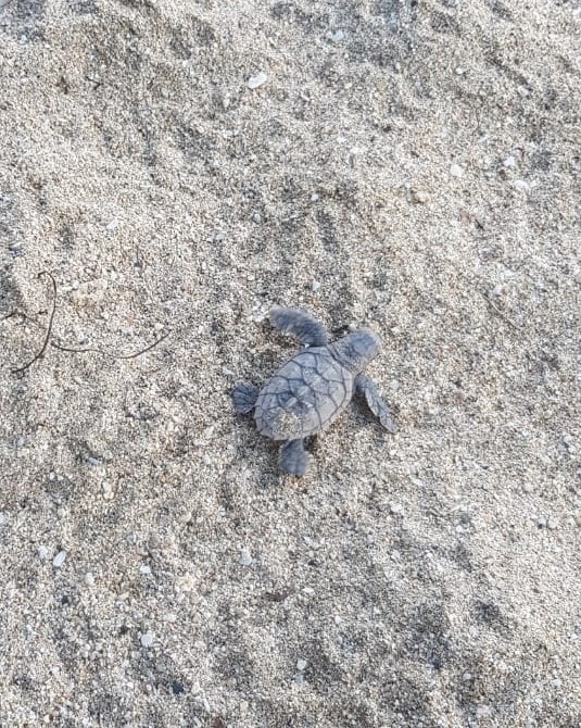 tortue marine bebe